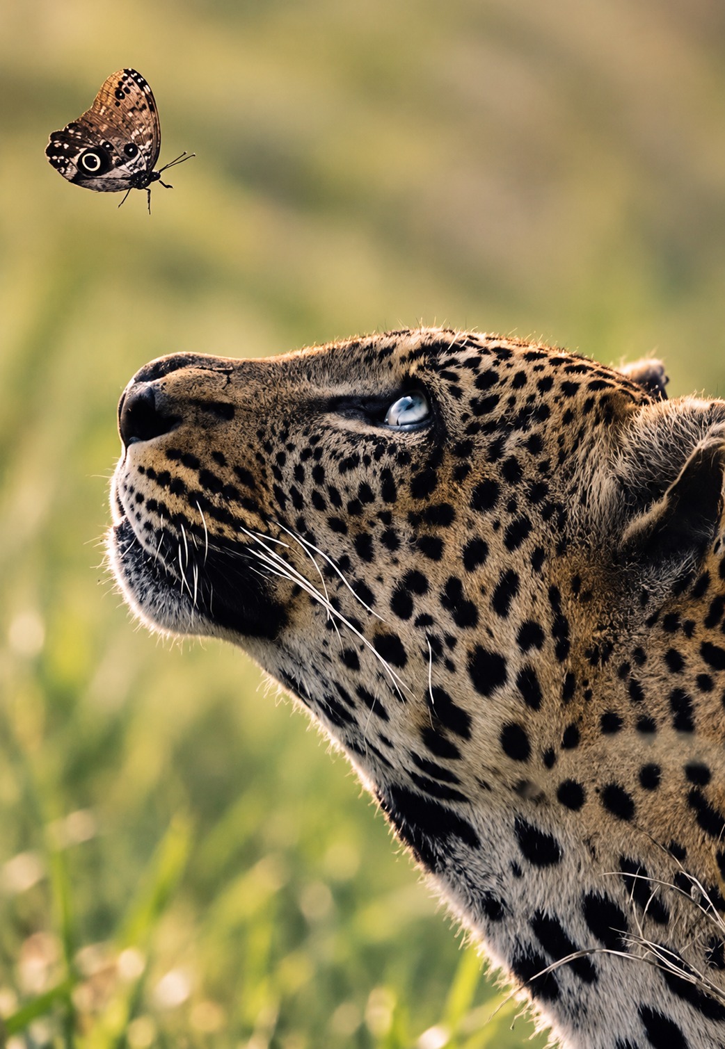 Lucky the Leopard With his Flying Companion